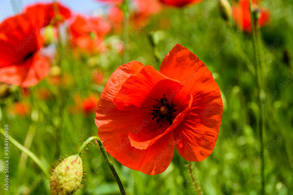 Wild red poppy plants blossoming at spring Wild red poppy plants blossoming at spring