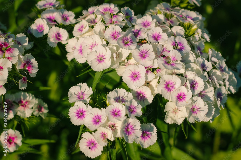 Many white-pink flowers of Dianthus barbatus, the sweet William. Many white-pink flowers of Dianthus barbatus, the sweet William.