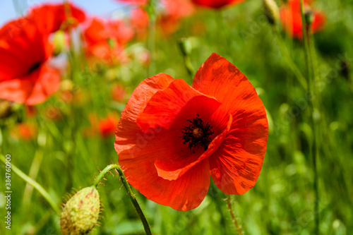 Wild red poppy plants blossoming at spring