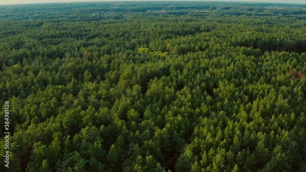 Drone flying over a forest on a sunny day. Aerial view of a green, dense forest under the sun. Drone flying over a forest on a sunny day. Aerial view of a green, dense forest under the sun.