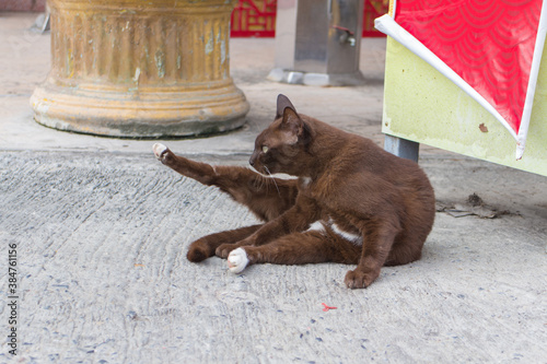 brown cat sitting on the street and move up one leg