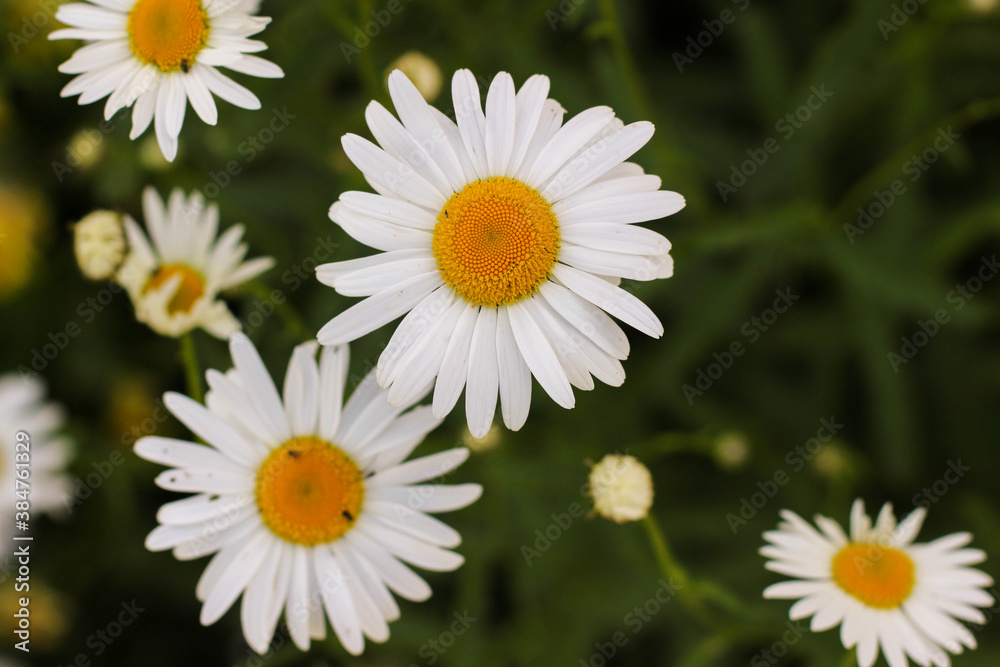 Spring Meadow with Daisies illuminated by the sun . Flowers border. Spring Meadow with Daisies illuminated by the sun . Flowers border.
