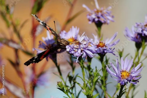 The Northern Red Admiral butterfly with black orange white wings sits on a purple flowers and drinks nectar with its proboscis at sunny autumn day. Long proboscis butterfly mouth.