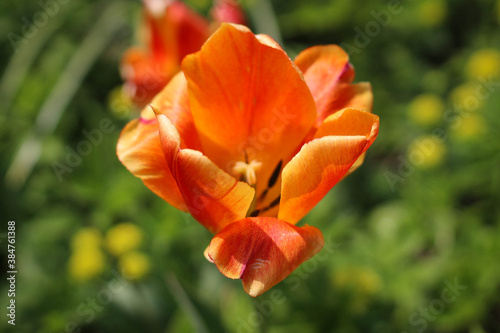 Close-up of tulips illuminated by the sun.