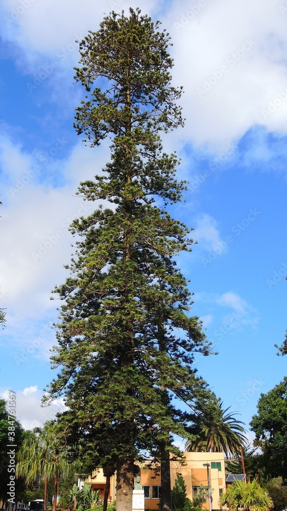 Obraz premium tall tree