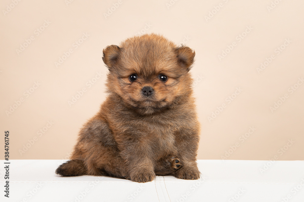 Cute pomeranian dog puppy  looking at the camera on a cream colored background