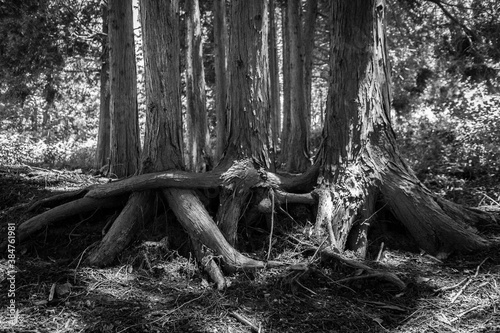 enlaced tree roots photo