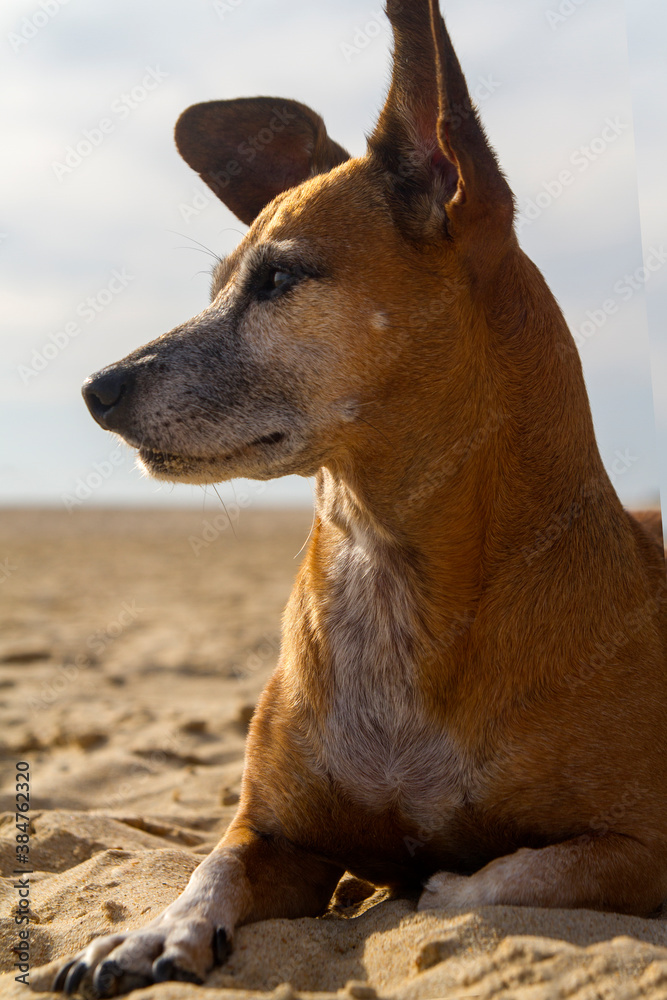 Bonito y tranquilo perro relajado en la arena de la playa Bonito y tranquilo perro relajado en la arena de la playa