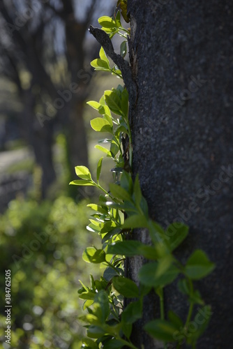 Independence Gate Park Four Season Trees 독립문공원 사철나무