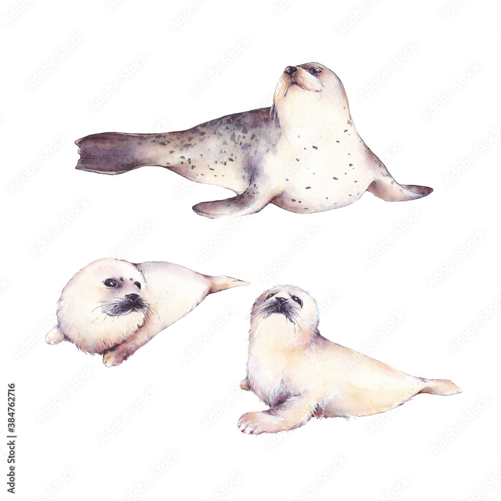 Set of watercolor illustrations of a seal with a baby seals isolated on a white background. Arctic water world Set of watercolor illustrations of a seal with a baby seals isolated on a white background. Arctic water world