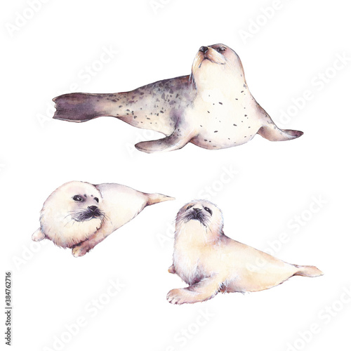 Fototapeta Naklejka Na Ścianę i Meble -  Set of watercolor illustrations of a seal with a baby seals isolated on a white background. Arctic water world