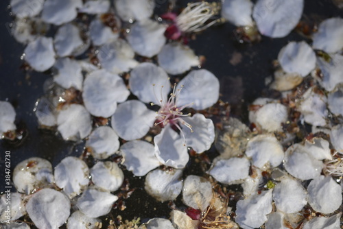 Cherry blossoms above the pond 연못 위 벚꽃