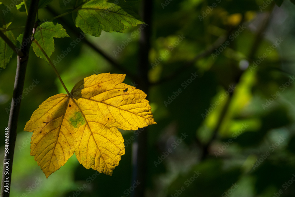 Obraz premium leaf in autumn