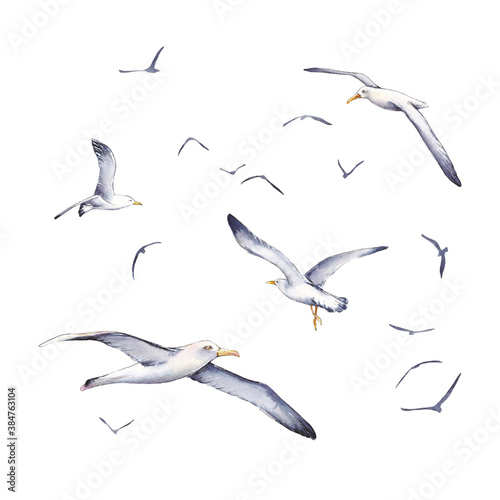 Watercolor set of beautiful seagulls. Watercolor illustration, isolated on a white background