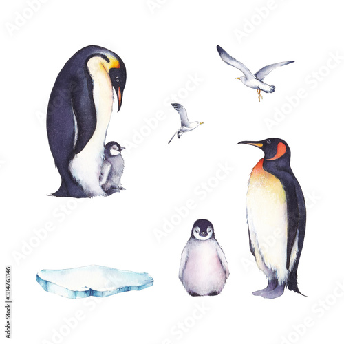 Set of watercolor illustrations  a family of penguins  gulls and ice floes. It s perfect for winter design