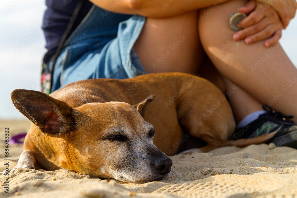 Mujer o chica con su perro o mascota tranquilo y atento en la arena de la playa