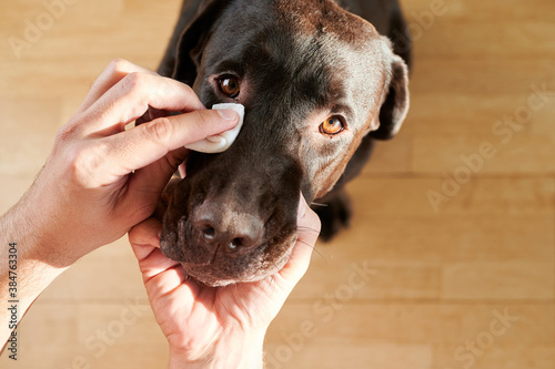 man's hand cleaning his dog's eyes
