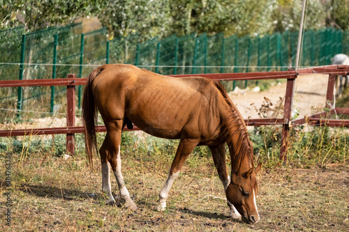 horse in a farm