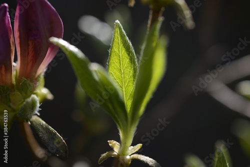 Azaleas in Independence Gate Park독립문공원의 철쭉