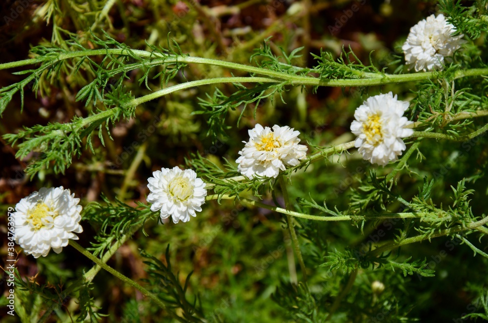 Fresh green roman chamomile with white flowers, closeup, background
Fresh green roman chamomile with white flowers, closeup, background