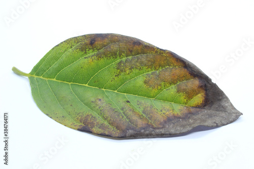 Pests, plants diseases. Leaf spots close-up. Majority of leaf spots are caused by fungi, such as Bipolaris, Colletotrichum photo
