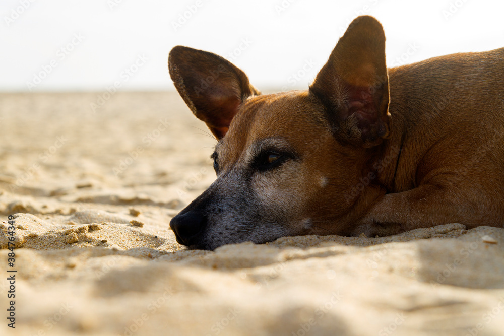 Bonito y tranquilo perro relajado en la arena de la playa