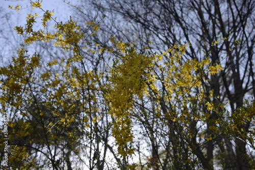 Seoul spring flowers 서울 봄꽃