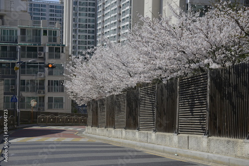 Seoul spring flowers 서울 봄꽃