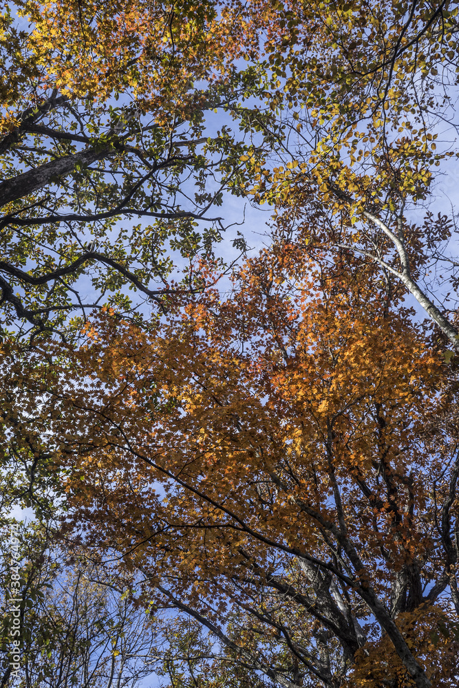 Obraz premium 아름다운 가을 단풍