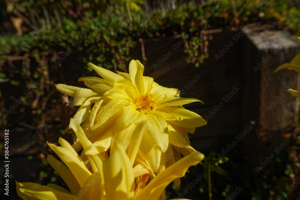 A yellow flower that is fading A yellow flower that is fading