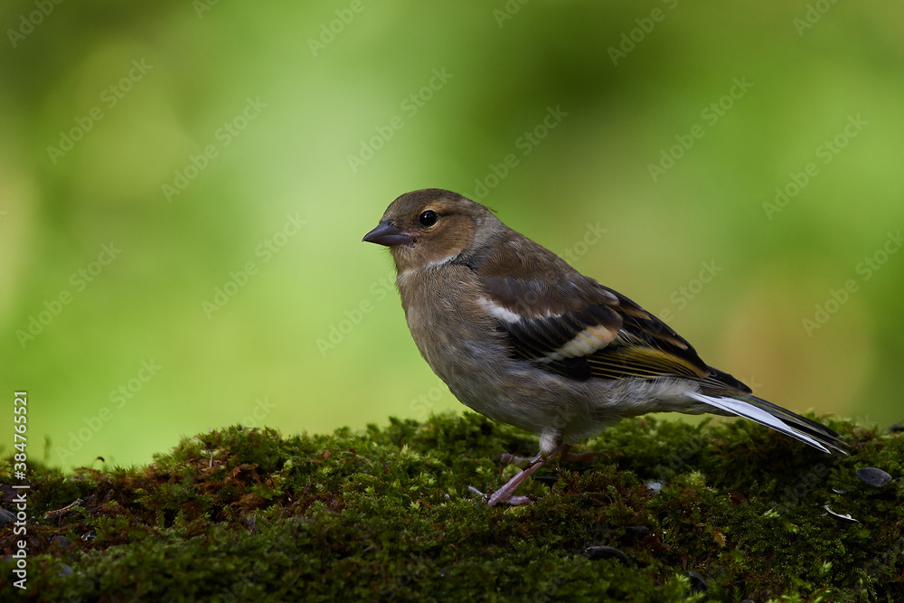 Common chaffinch ,,Fringilla coelebs,, in natural environment, danube forest, Slovakia, Europe