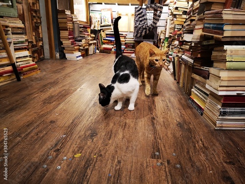 Beautiful cats at the interior of an antic, historic library/bookstore in Paris, France
 photo