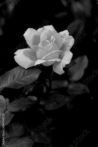  rose in the garden against the background of green leaves