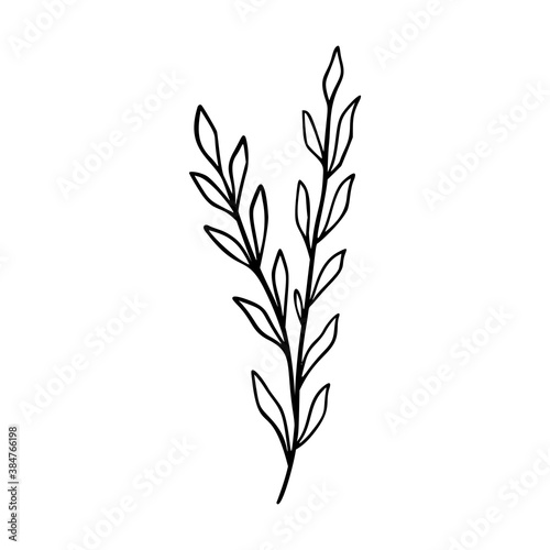 Wildflower outline hand drawn element. Herbs doodle botanical icon. Herbal and meadow plant, grass.