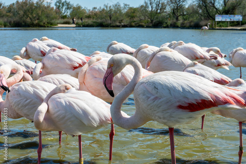 gruppo di fenicotteri rosa nella laguna - provence - france - Ornithological Park of Pont de Gau