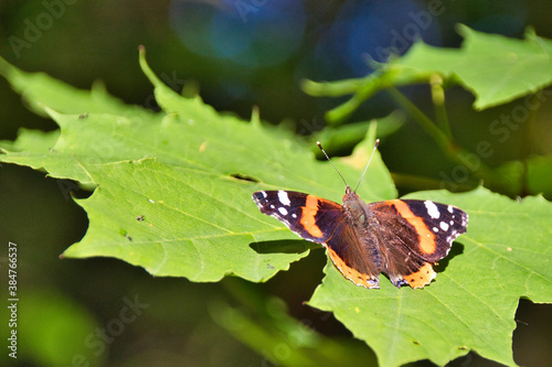 butterfly on a flower