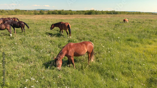 Horses and cow stand on green meadow and graze grass on the farmland,