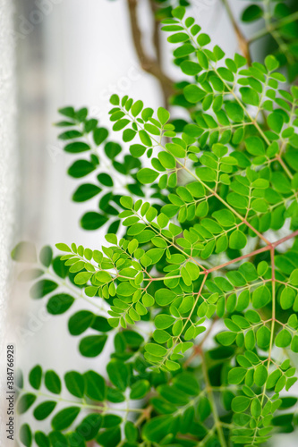 Moringa leaves background photo