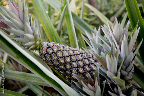 pineapple plantation in the countryside in the rural area of Mata de Sao Joao (mata de sao joao, bahia / brazil - october 11, 2020). photo