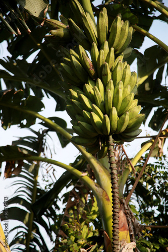 banana plantation in the countryside in the rural area of Mata de Sao Joao (mata de sao joao, bahia / brazil - october 11, 2020). photo