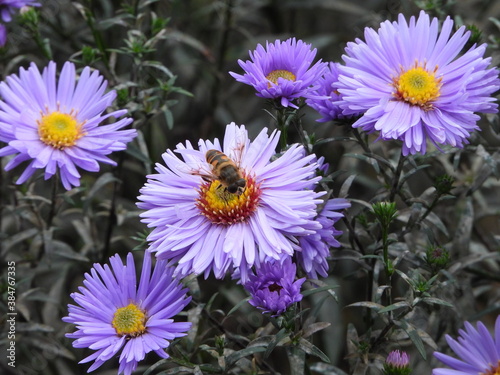 purple and white daisies