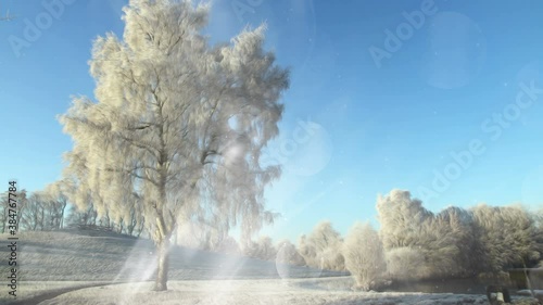 Sunny Winter Scenery Background Loop photo