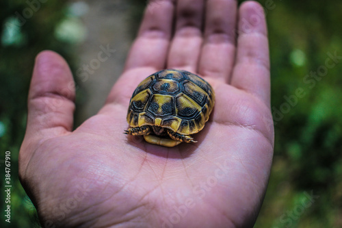 turtle in the garden