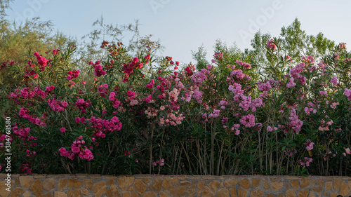 Fototapeta Naklejka Na Ścianę i Meble -  Plantas y flores