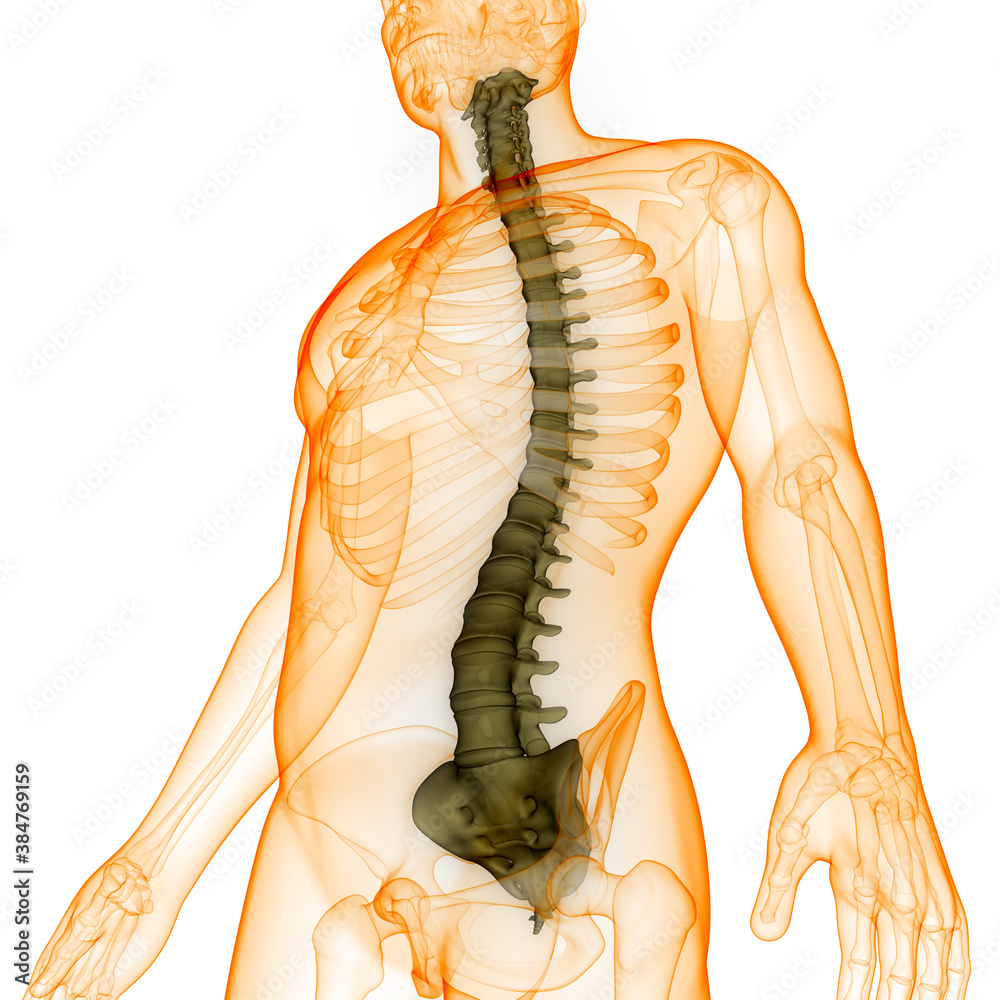 Spinal Cord Vertebral Column of Human Skeleton System Anatomy Stock ...
