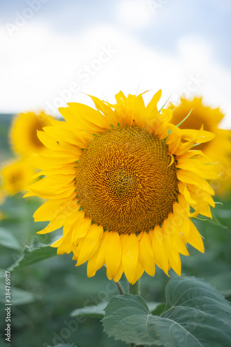 Sunflower natural background. Sunflower blooming. Close-up of sunflower.