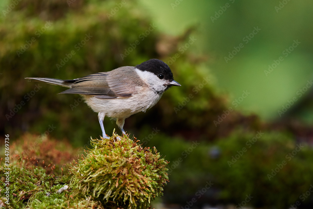 Fototapeta premium Eurasian willow tit in natural environment, Danube forest, Slovakia, Europe