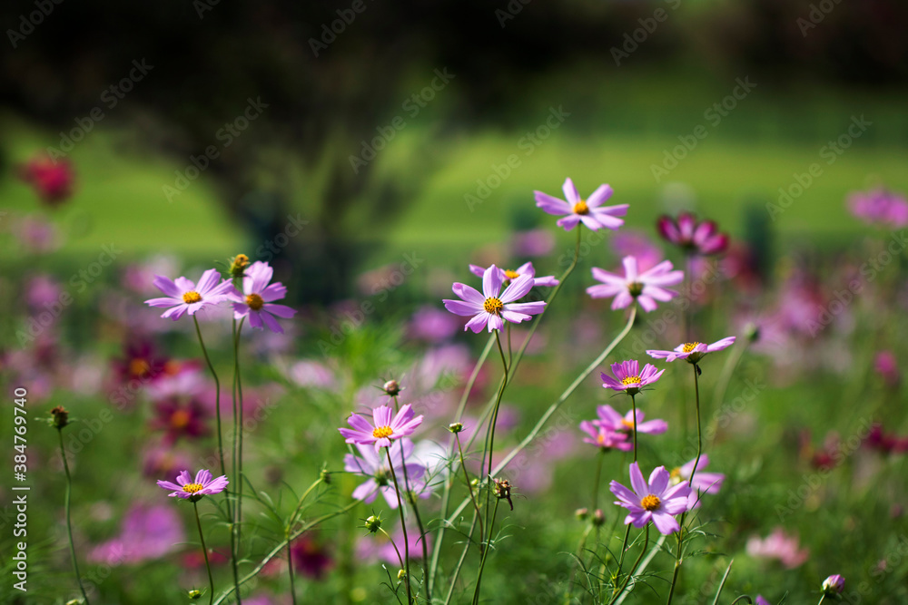 Beautiful cosmos flowers in the garden
Beautiful cosmos flowers in the garden