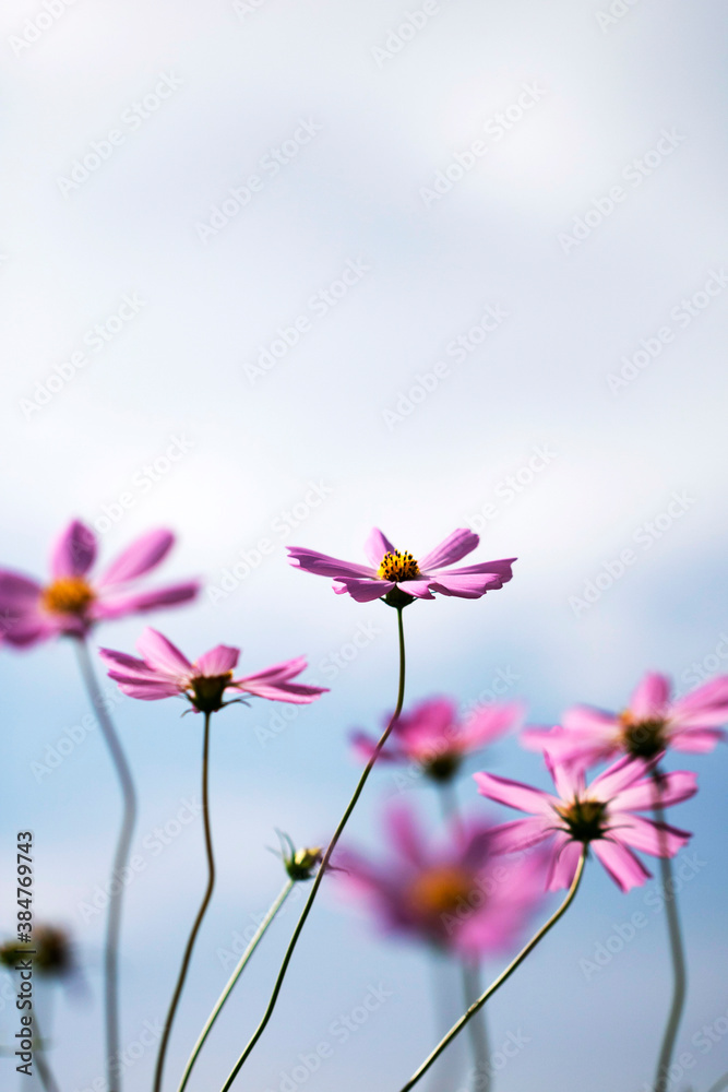 Beautiful cosmos flowers in the garden
