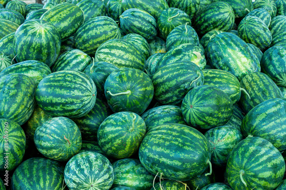 A lot of large ripe green striped watermelons A lot of large ripe green striped watermelons
